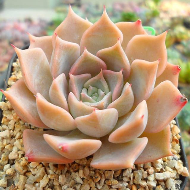 PRESALE Echeveria Glow, (Random) **VIDEO ATTACHED**