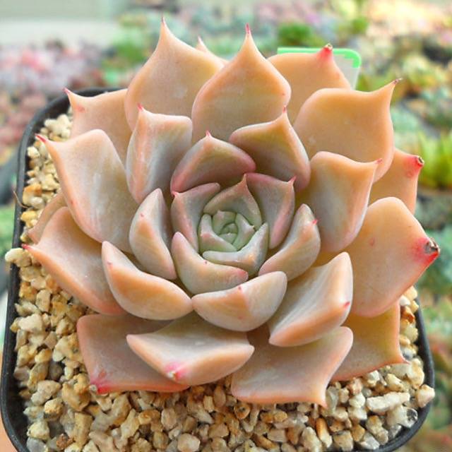 PRESALE Echeveria Glow, (Random) **VIDEO ATTACHED**