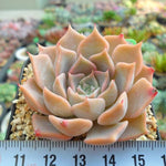 PRESALE Echeveria Glow, (Random) **VIDEO ATTACHED**