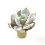 THE GOOD, THE BAD and The UGLY SALE! Echeveria 'Reina'