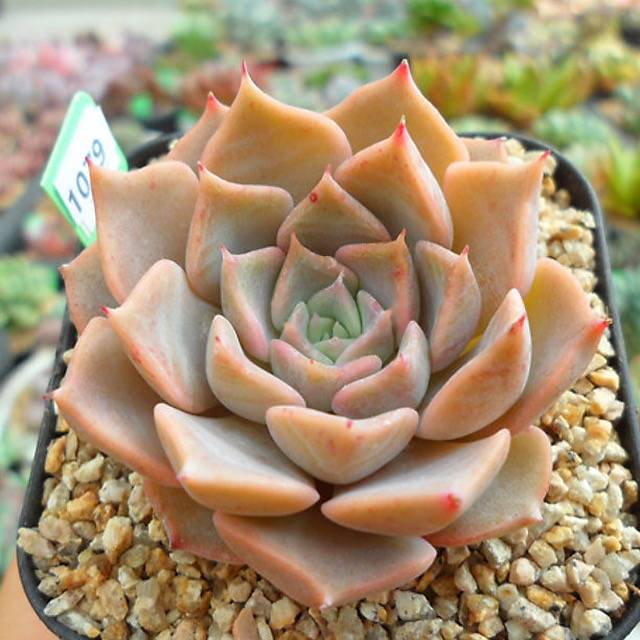 PRESALE Echeveria Glow, (Random) **VIDEO ATTACHED**