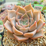 PRESALE Echeveria Glow, (Random) **VIDEO ATTACHED**