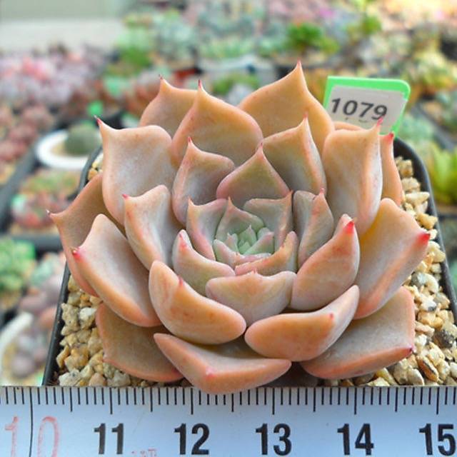 PRESALE Echeveria Glow, (Random) **VIDEO ATTACHED**