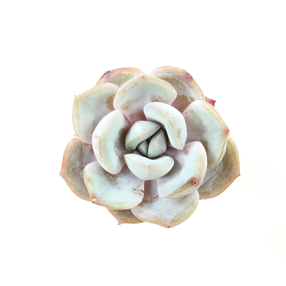 THE GOOD, THE BAD and The UGLY SALE! Echeveria 'Drawn'
