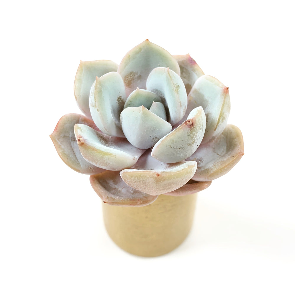 THE GOOD, THE BAD and The UGLY SALE! Echeveria 'Drawn'