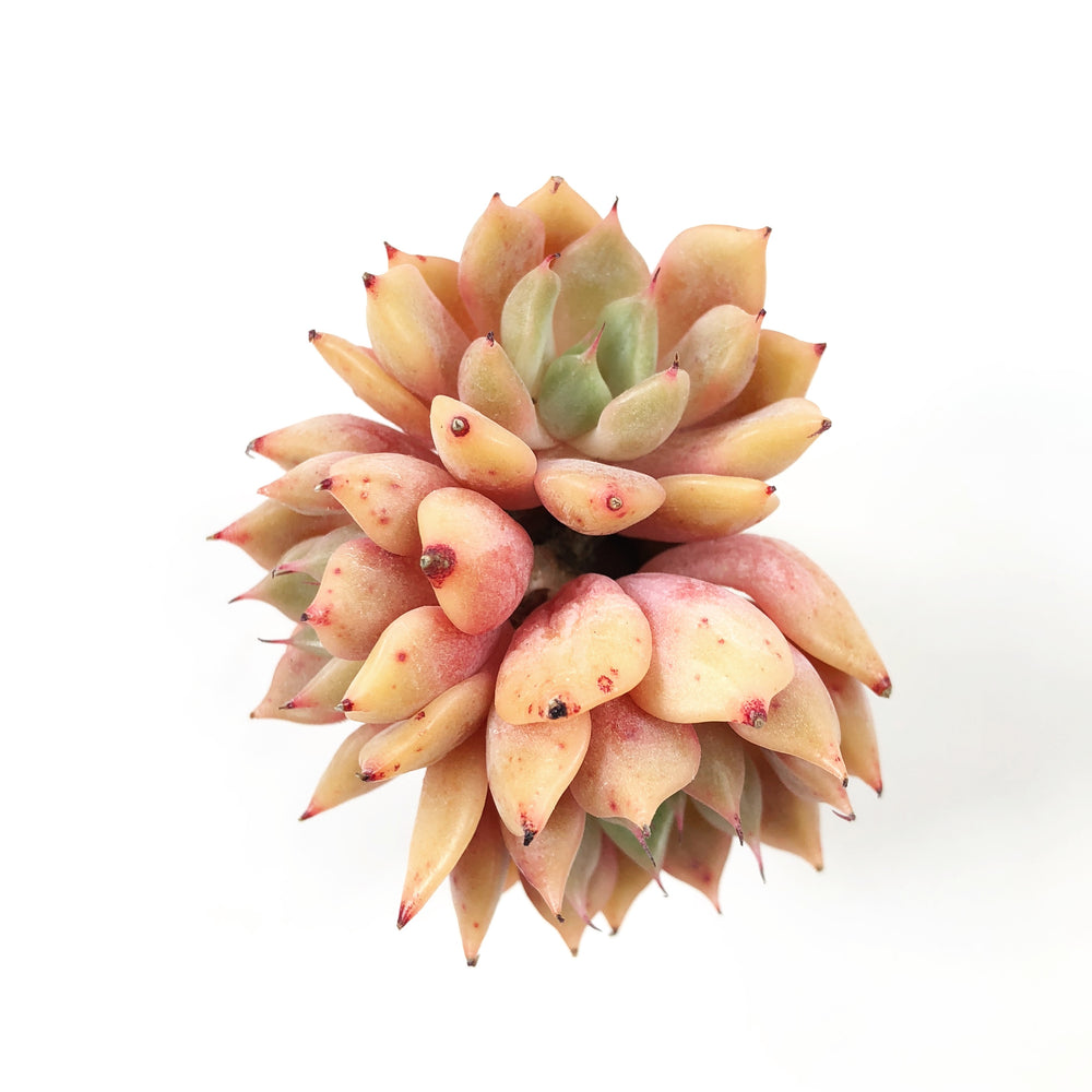 THE GOOD, THE BAD and The UGLY SALE! Echeveria Golden Bear Cluster
