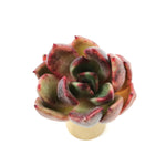THE GOOD, THE BAD and The UGLY SALE! Echeveria Black Rose