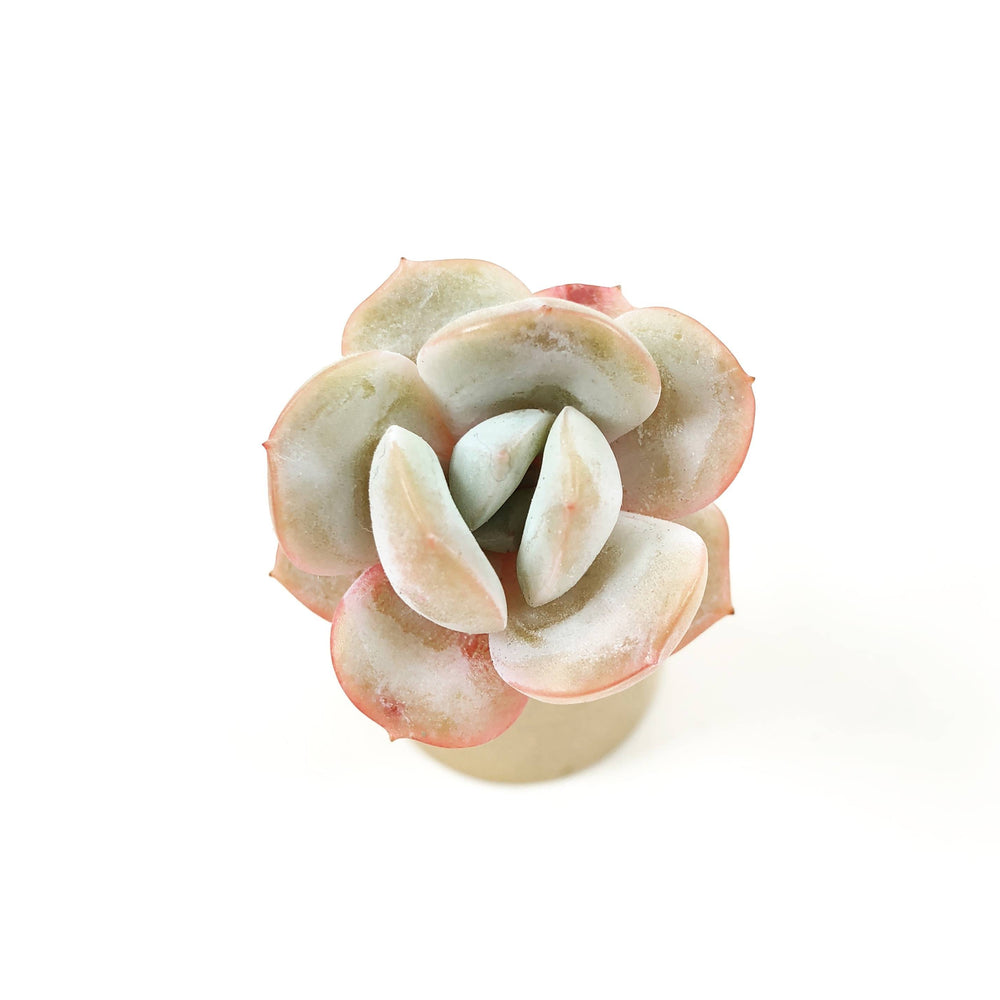 THE GOOD, THE BAD and The UGLY SALE! Echeveria 'Drawn'