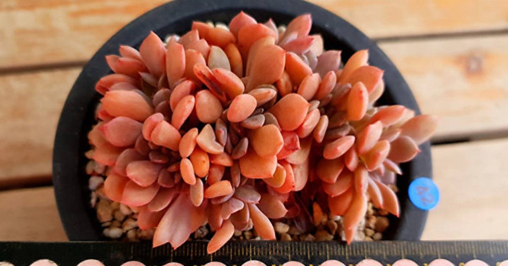 PRESALE Echeveria Debbie Cristata, (Random)