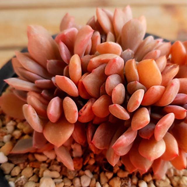 PRESALE Echeveria Debbie Cristata, (Random)