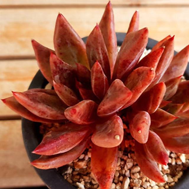 PRESALE Echeveria Shakei, (Random)