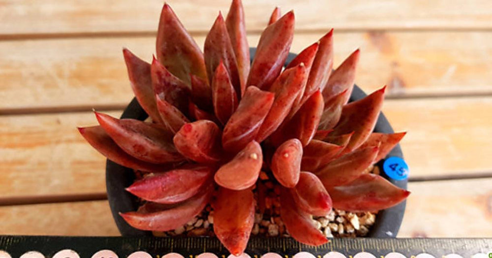 PRESALE Echeveria Shakei, (Random)