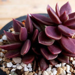 PRESALE Echeveria Sinocrassula Indica, (Random)