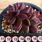 PRESALE Echeveria Sinocrassula Indica, (Random)