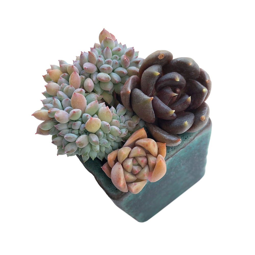 Small Set- Pot + Plants + Soil