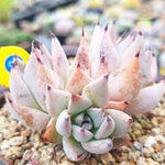 PRESALE Echeveria La Jolla, (Not so Random)