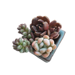 Small Set- Pot + Plants + Soil