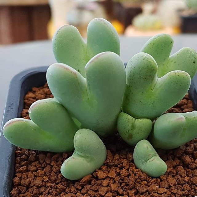 PRESALE Conophytum Bilobum – Cedar Creek Farmhouse