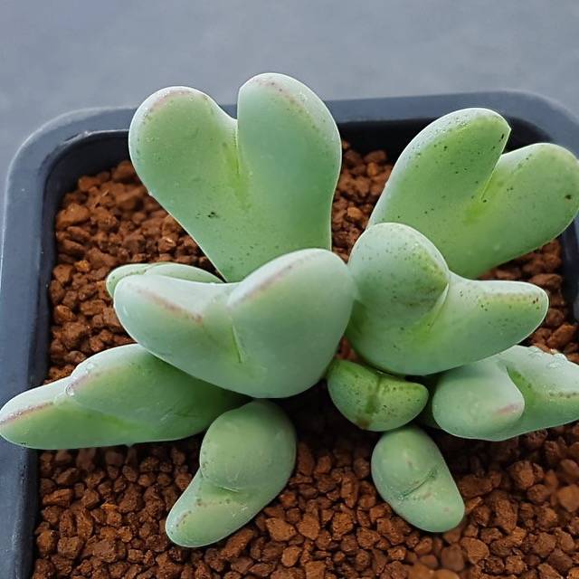 PRESALE Conophytum Bilobum – Cedar Creek Farmhouse