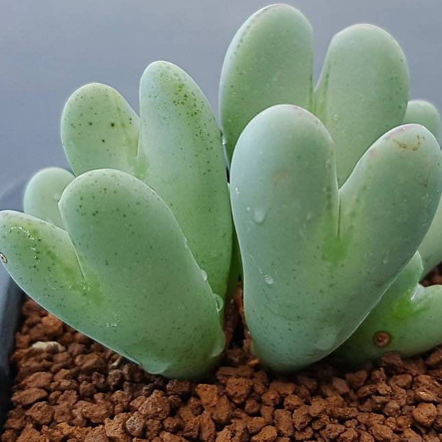 PRESALE Conophytum Bilobum – Cedar Creek Farmhouse