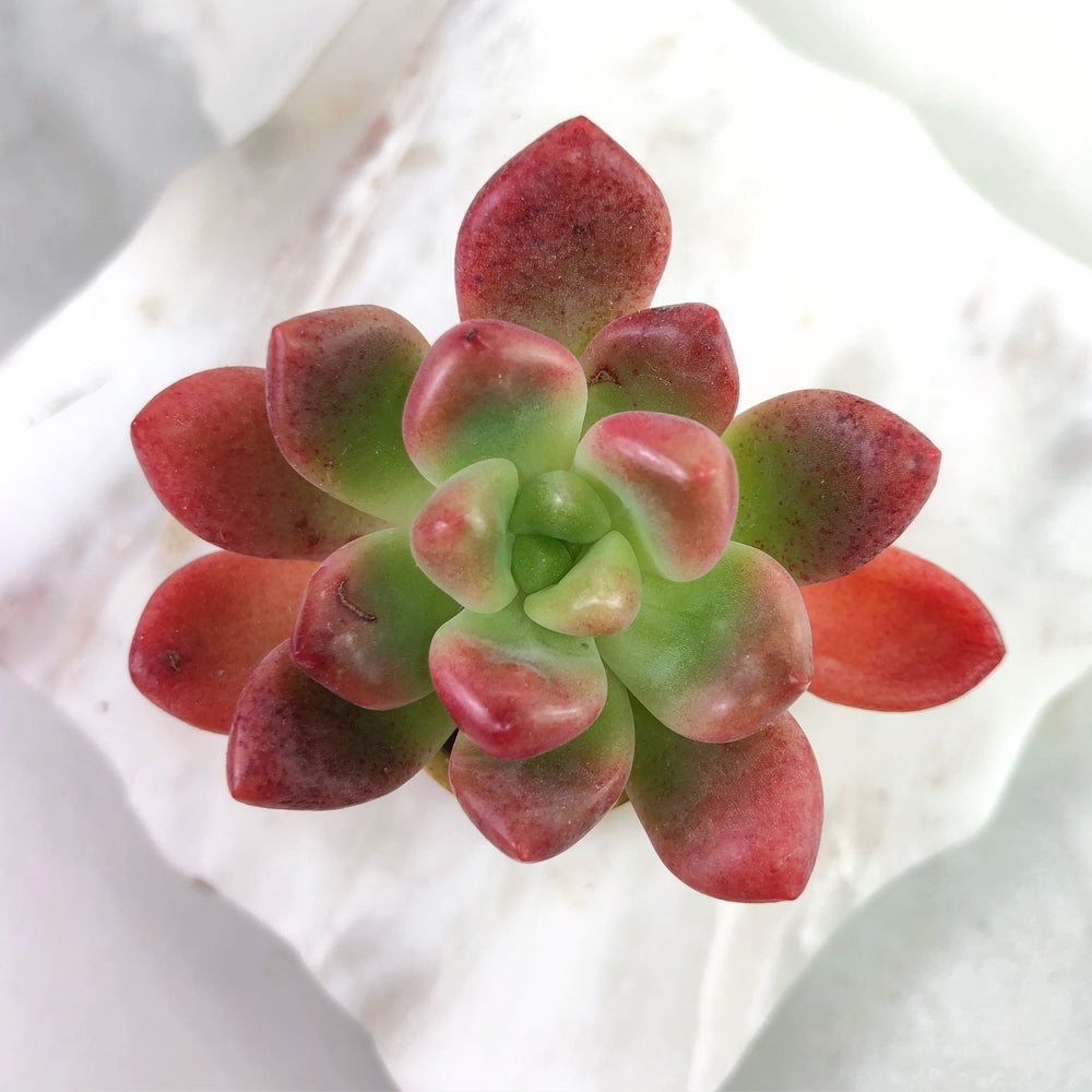 Echeveria Paradox