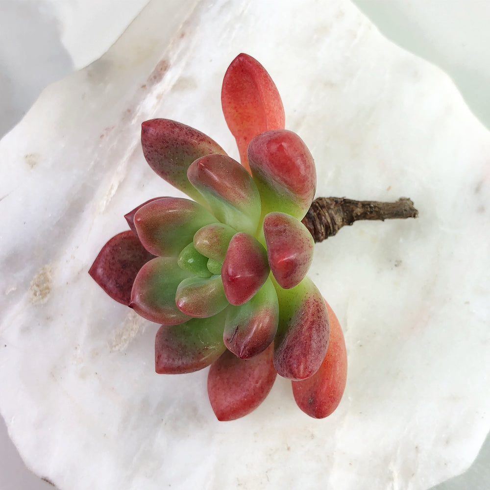 Echeveria Paradox