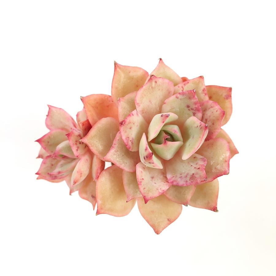 PRESALE Echeveria Eiria, (Random)