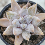 HALLOWEEN SPECIAL! PRESALE Echeveria Tolimanensis