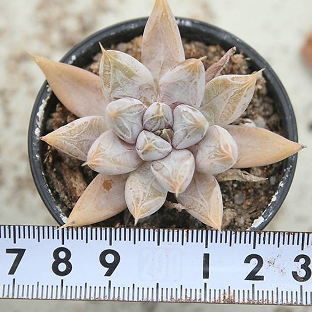 HALLOWEEN SPECIAL! PRESALE Echeveria Tolimanensis