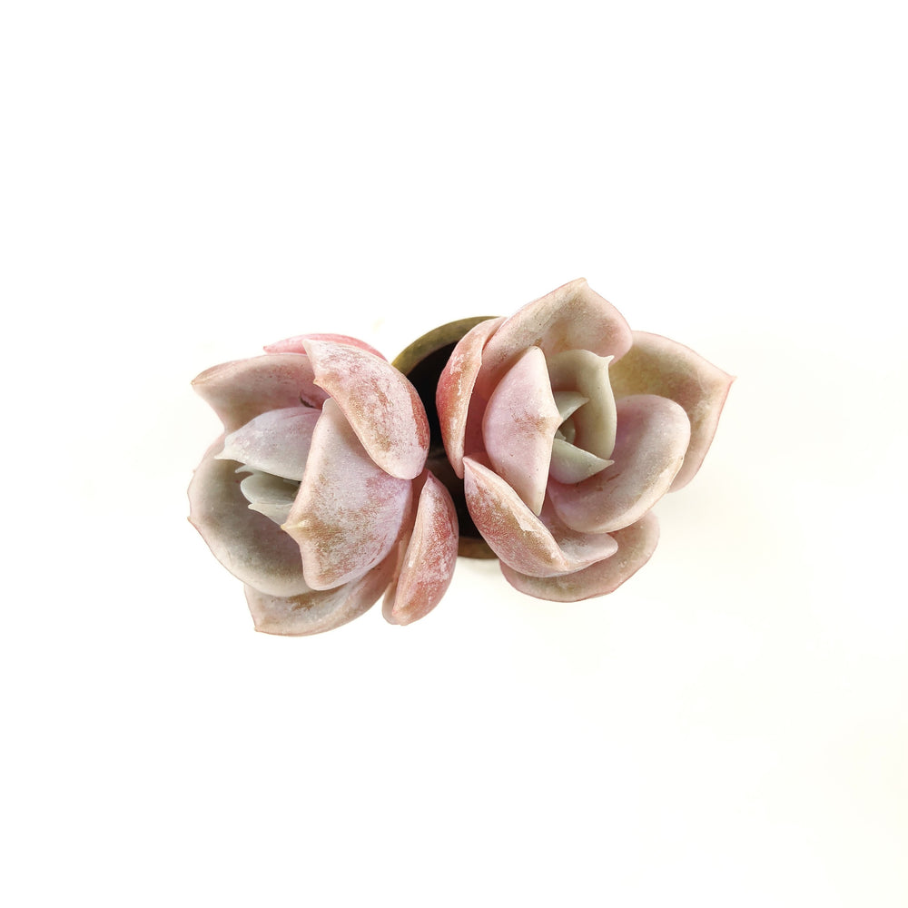 SPECIAL! JUST CART!!! -- Echeveria Blue Surprise (Two Singles)