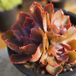 HALLOWEEN SPECIAL! PRESALE Echeveria Shaviana Madre del Sur