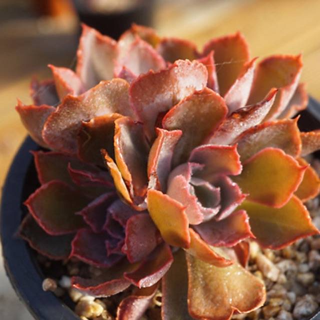 HALLOWEEN SPECIAL! PRESALE Echeveria Shaviana Madre del Sur