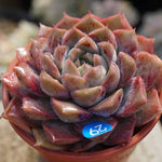 HALLOWEEN SPECIAL! PRESALE Echeveria Helena Sp.