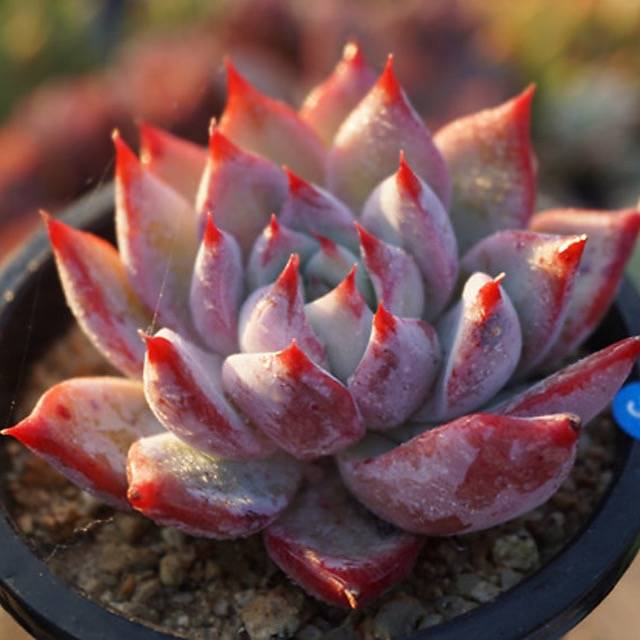 HALLOWEEN SPECIAL! PRESALE Echeveria Colorata Sp.