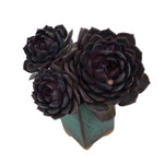 Echeveria Black Rose Hybrid, Cluster