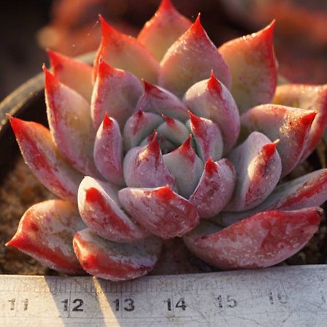 HALLOWEEN SPECIAL! PRESALE Echeveria Colorata Sp.
