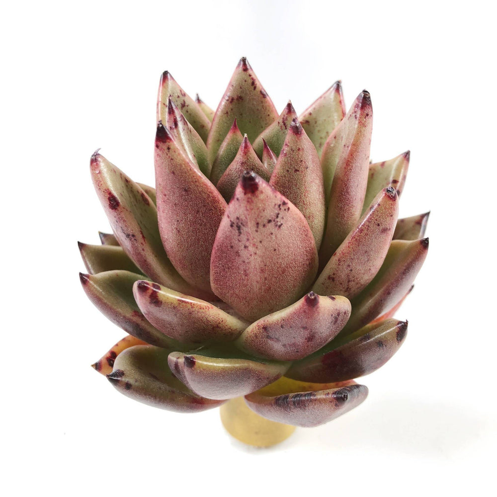 THE GOOD, THE BAD and The UGLY SALE! Echeveria 'Black Forest'