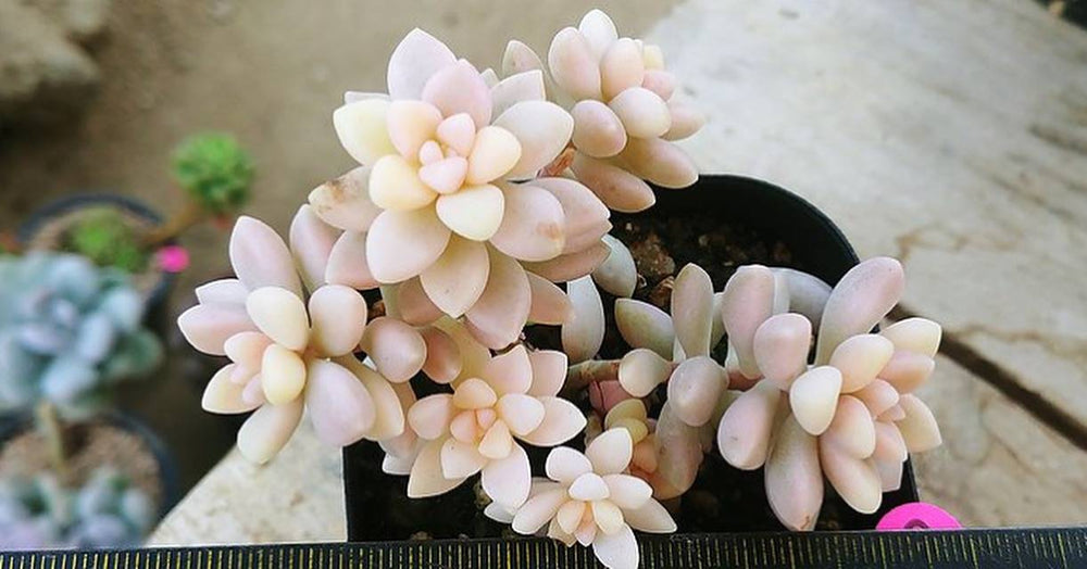 HALLOWEEN SPECIAL! PRESALE Graptoveria Mirinae, Variegata, (Random)