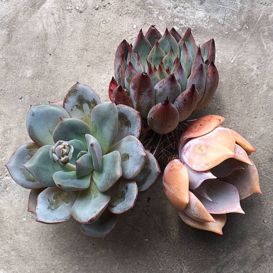 PRESALE Echeveria Superbum X