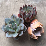 PRESALE Echeveria Superbum X