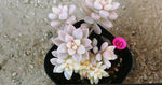 HALLOWEEN SPECIAL! PRESALE Graptoveria Mirinae, Variegata, (Random)