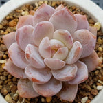 HALLOWEEN SPECIAL! PRESALE Echeveria Potosina, (Random)