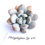 Pachyphytum Sp. #13, (Monster, lol)