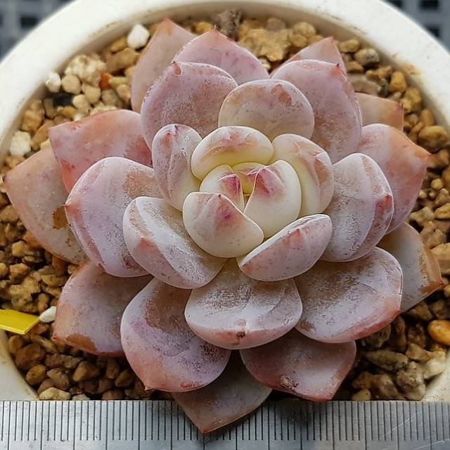 HALLOWEEN SPECIAL! PRESALE Echeveria Potosina, (Random)