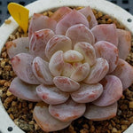 HALLOWEEN SPECIAL! PRESALE Echeveria Potosina, (Random)