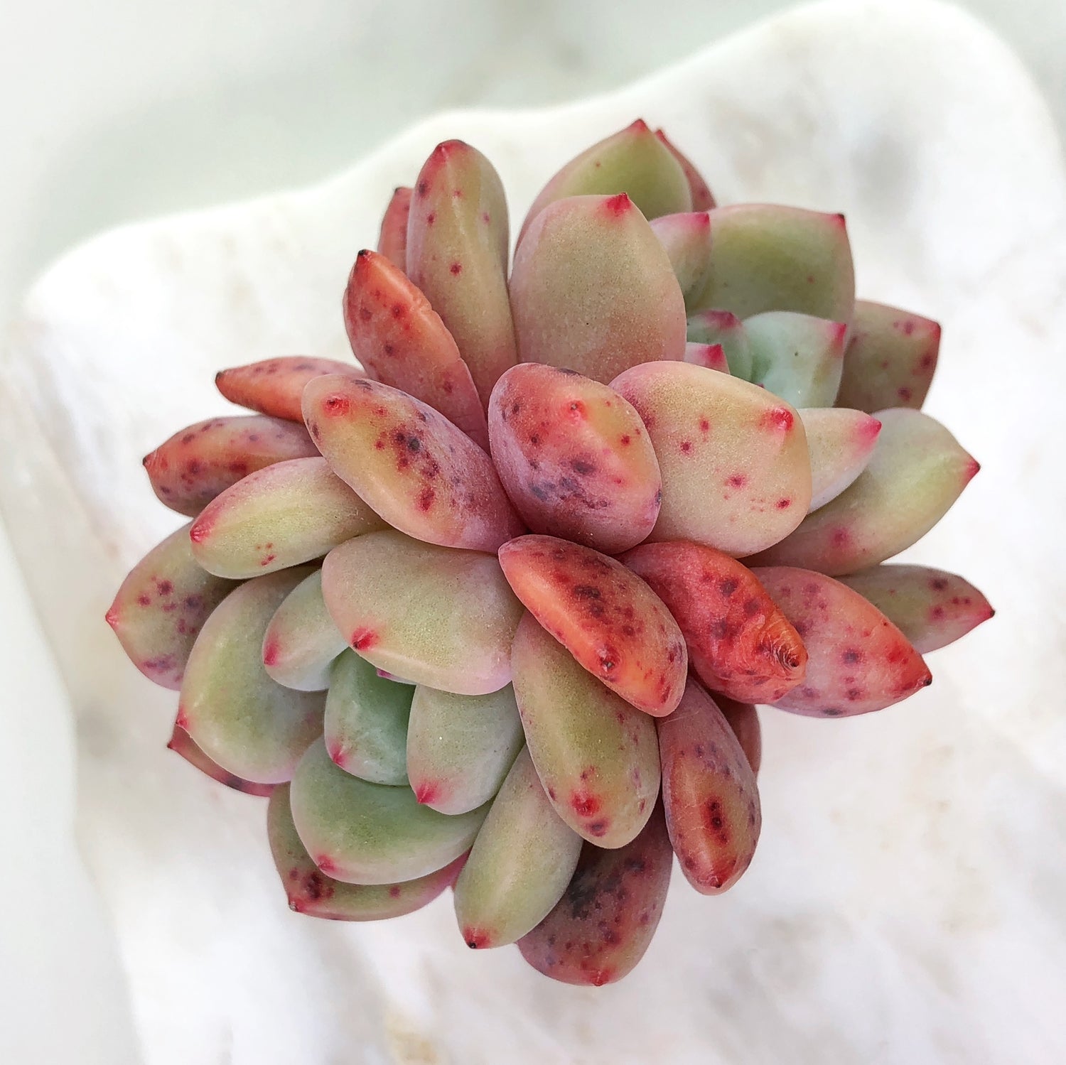 アリエル錦　Echeveria Ariel アリエル錦 Echeveria Ariel エケベリア アリエル Echeveria 'Ariel