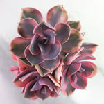 Echeveria West Rainbow Cluster, (Four Heads)