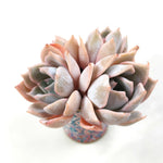 PRESALE Echeveria Gold Money, Double, (Not so Random)