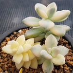 PRESALE Graptoveria Titubans, (Random)