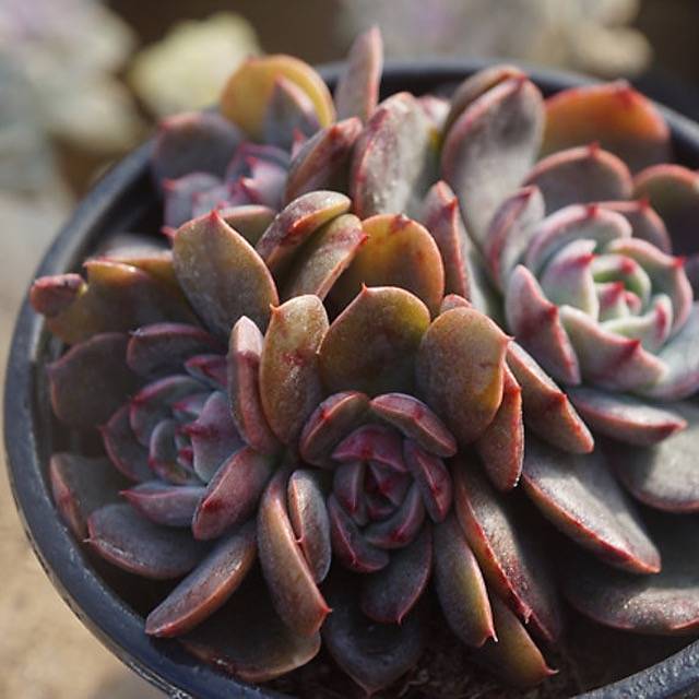 OTL CUSTOMER APPRECIATION!!! PRESALE Echeveria Santa Lewis Cluster, JUST CART!!!